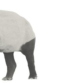 動物の獏の挿絵1