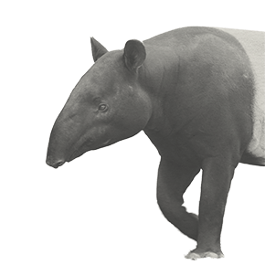 動物の獏の挿絵2